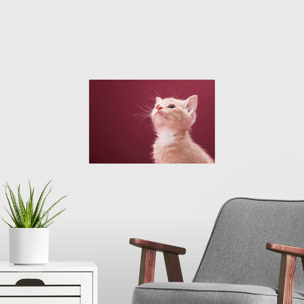 A modern room featuring Kitten with whiskers