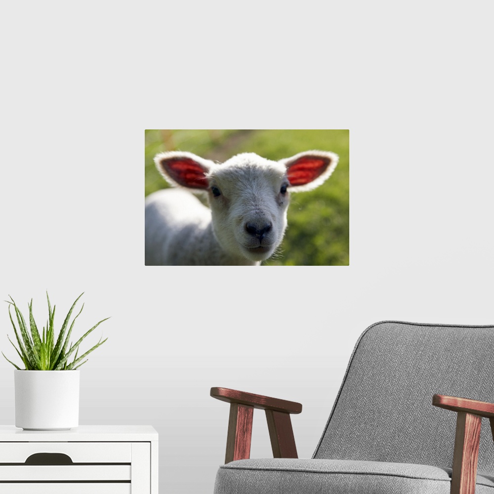 A modern room featuring Lamb in pasture