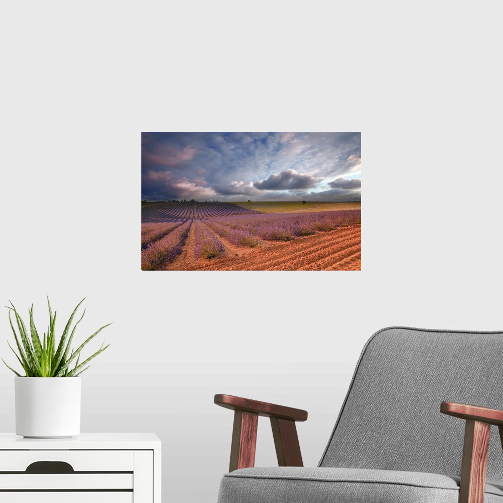 A modern room featuring Lavender, field at sunset Valensole, France, Europe.