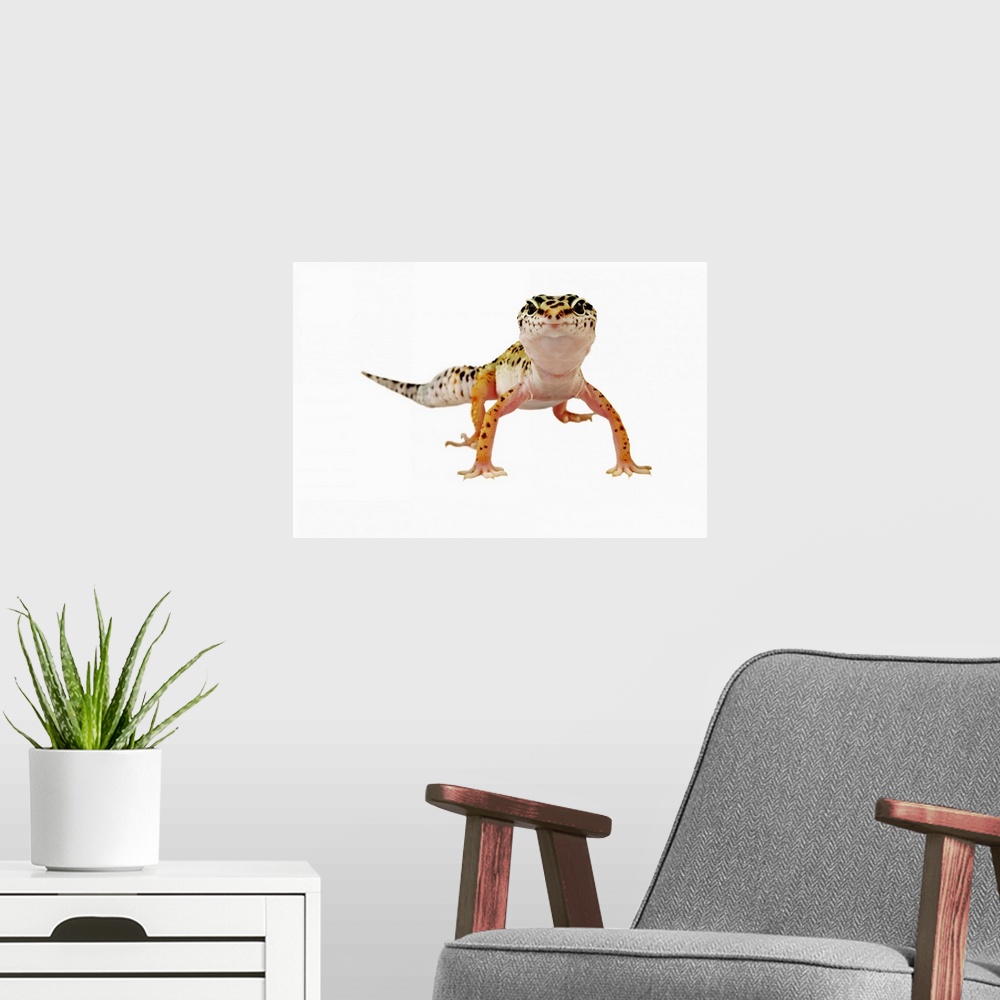 A modern room featuring The leopard gecko is native to the desert stretching from Iraq to India and Afghanistan.