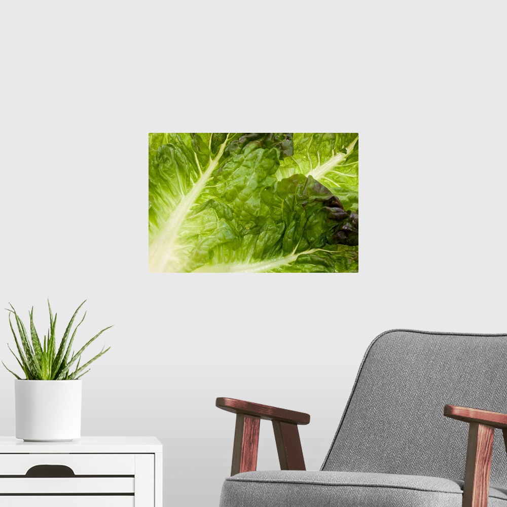 A modern room featuring Giant, close up landscape photograph of brightly lit green lettuce leaves.