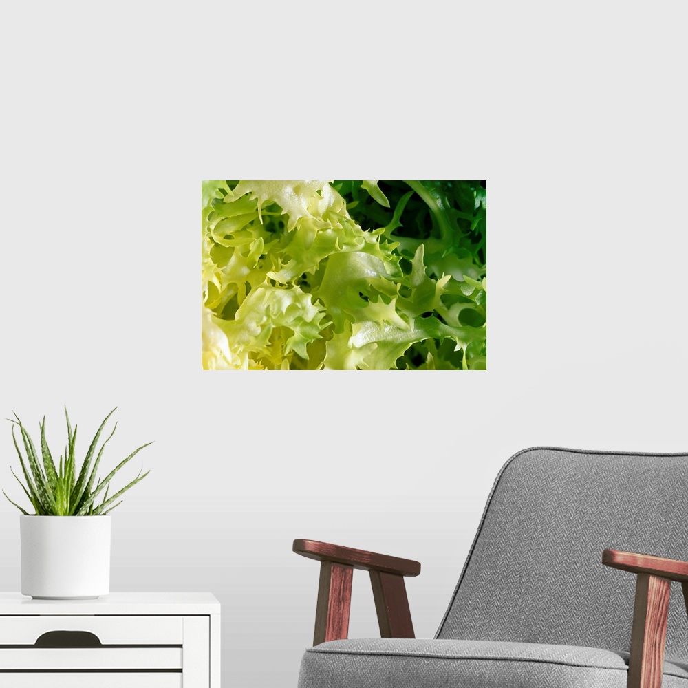 A modern room featuring Lettuce leaves