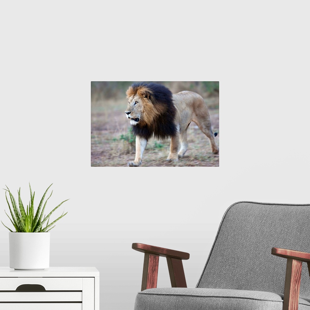 A modern room featuring Lion Masai Mara Reserve, Kenya Africa