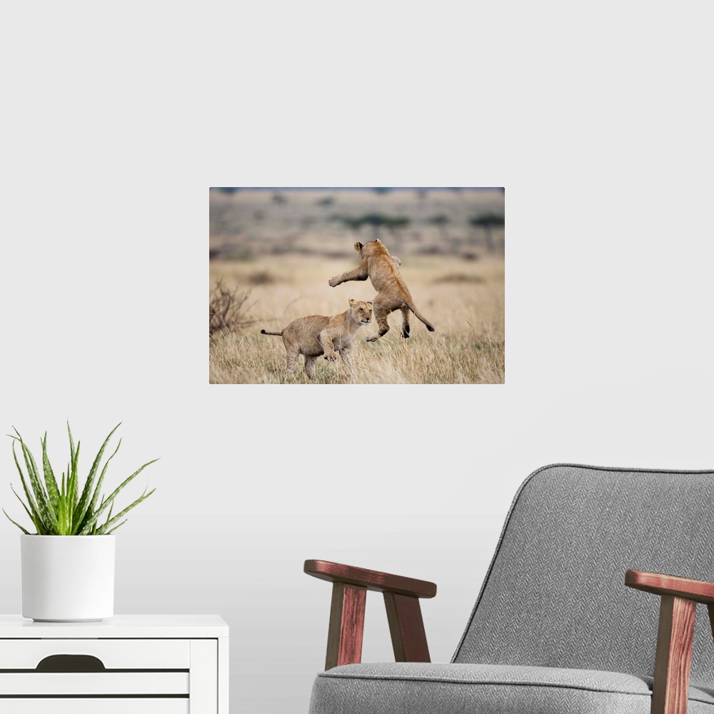 A modern room featuring Lions Playing In Masai Mara Game Reserve, Kenya