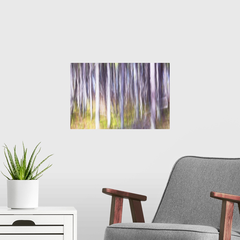 A modern room featuring Lodgepole pine tree forest abstract on Mt. Rose Swanson, Armstrong, British Columbia, Canada.
