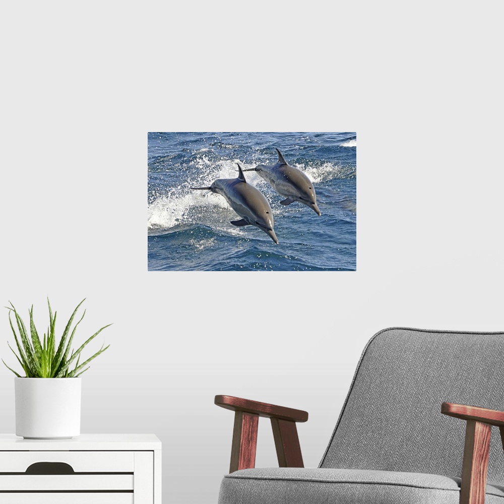 A modern room featuring These are Long-beaked Common Dolphins (Delphinus capensis), a highly energetic and acrobatic spec...