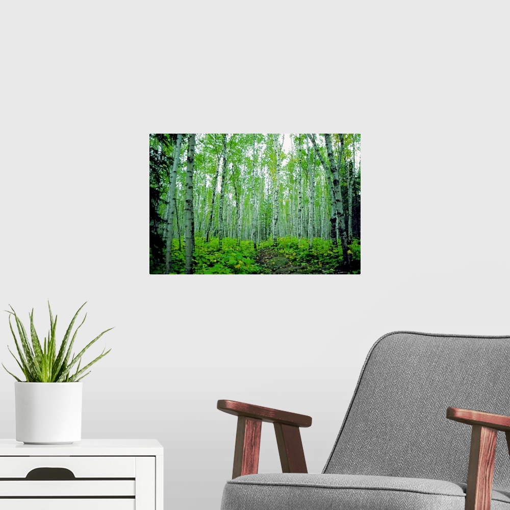 A modern room featuring Large, horizontal photograph of a dense forest of birch trees surrounded by greenery in Minnesota.