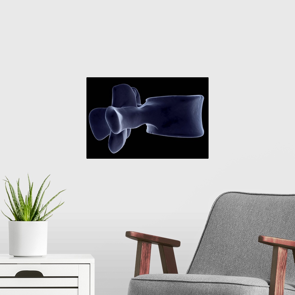 A modern room featuring Lumbar vertebra
