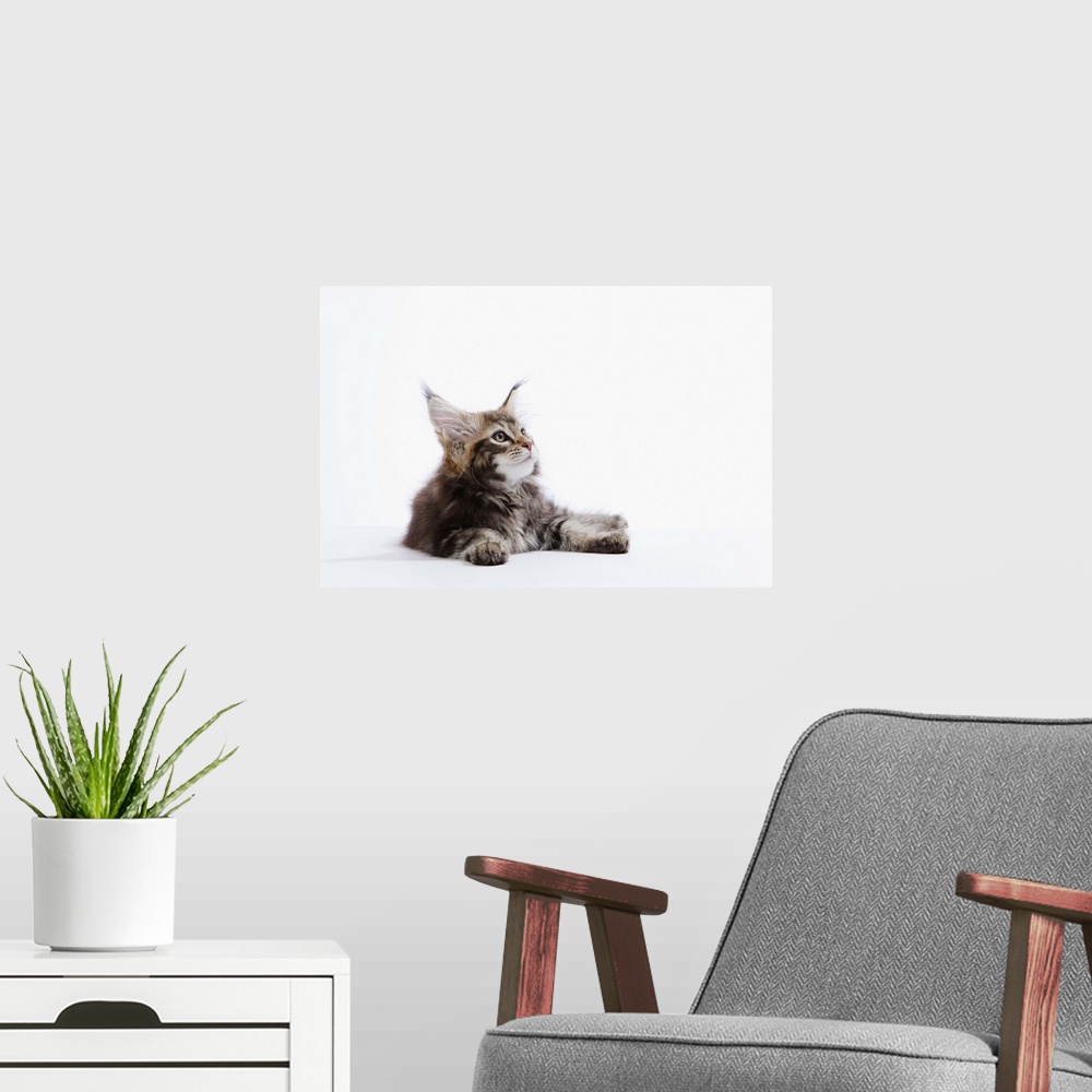 A modern room featuring Maine Coon Kitten