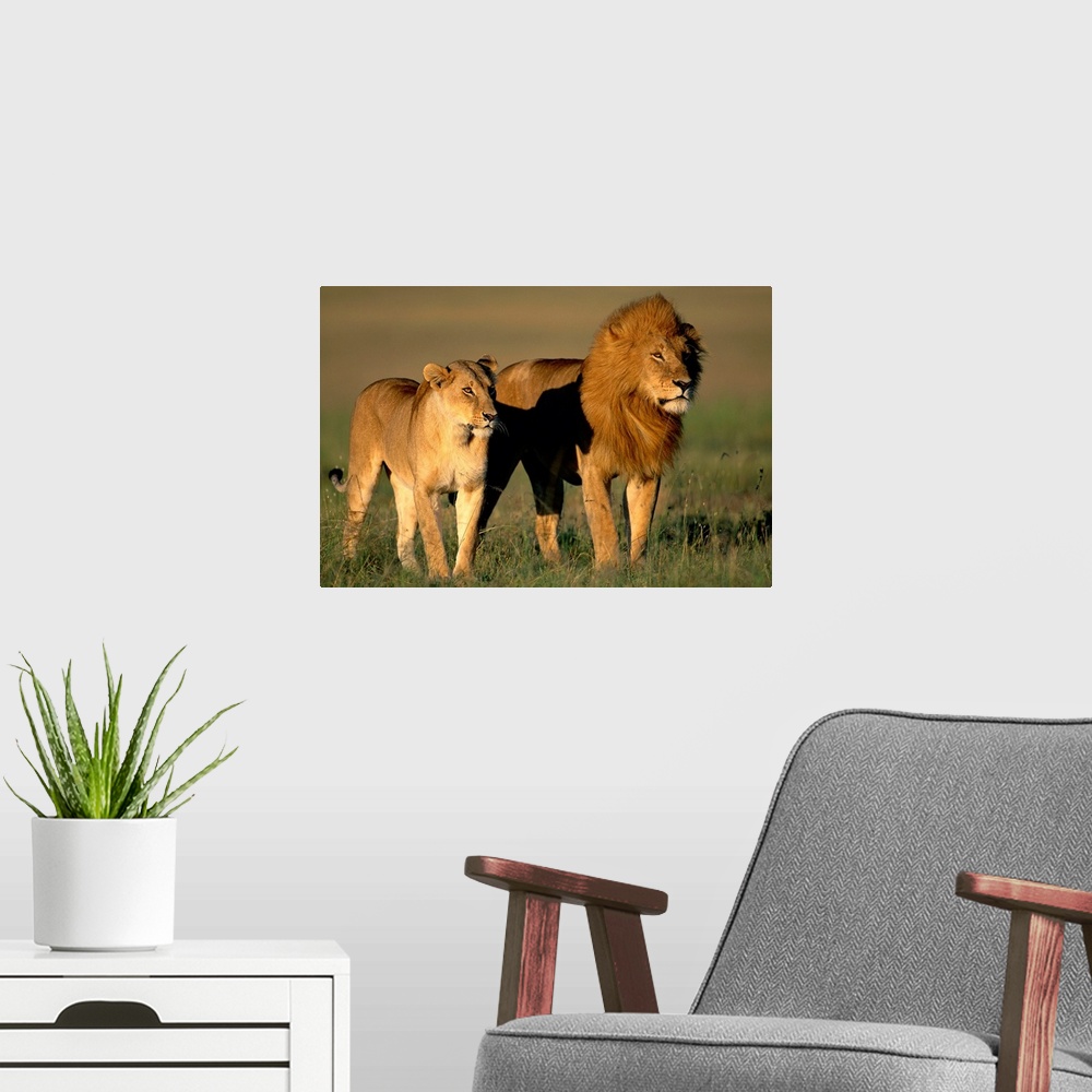 A modern room featuring A male and female lion share an early morning walk in the savanna of the Masai Mara National Rese...