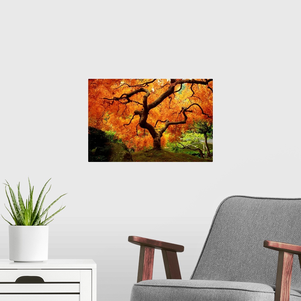 A modern room featuring Maple Tree In Autumn
