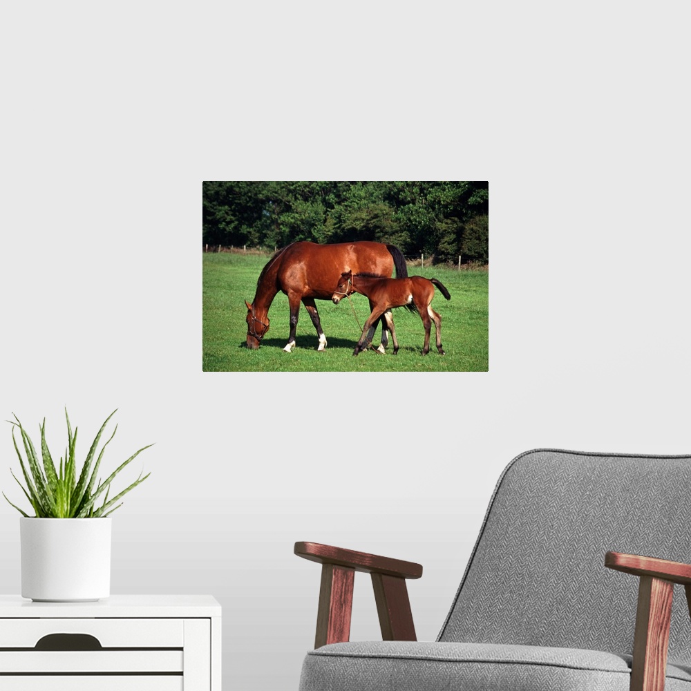 A modern room featuring mare with foal