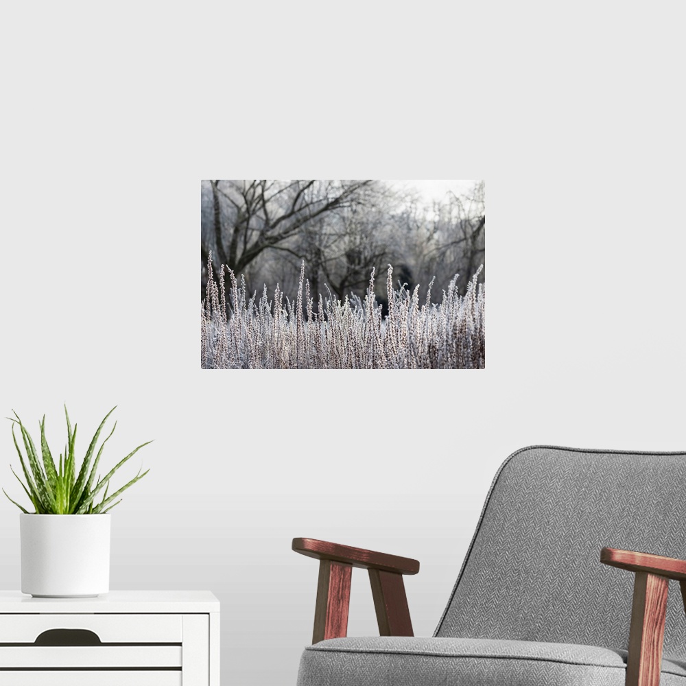 A modern room featuring Beautiful winter landscape with misty sunrise. Trees and grass are covered with hoarfrost in the ...