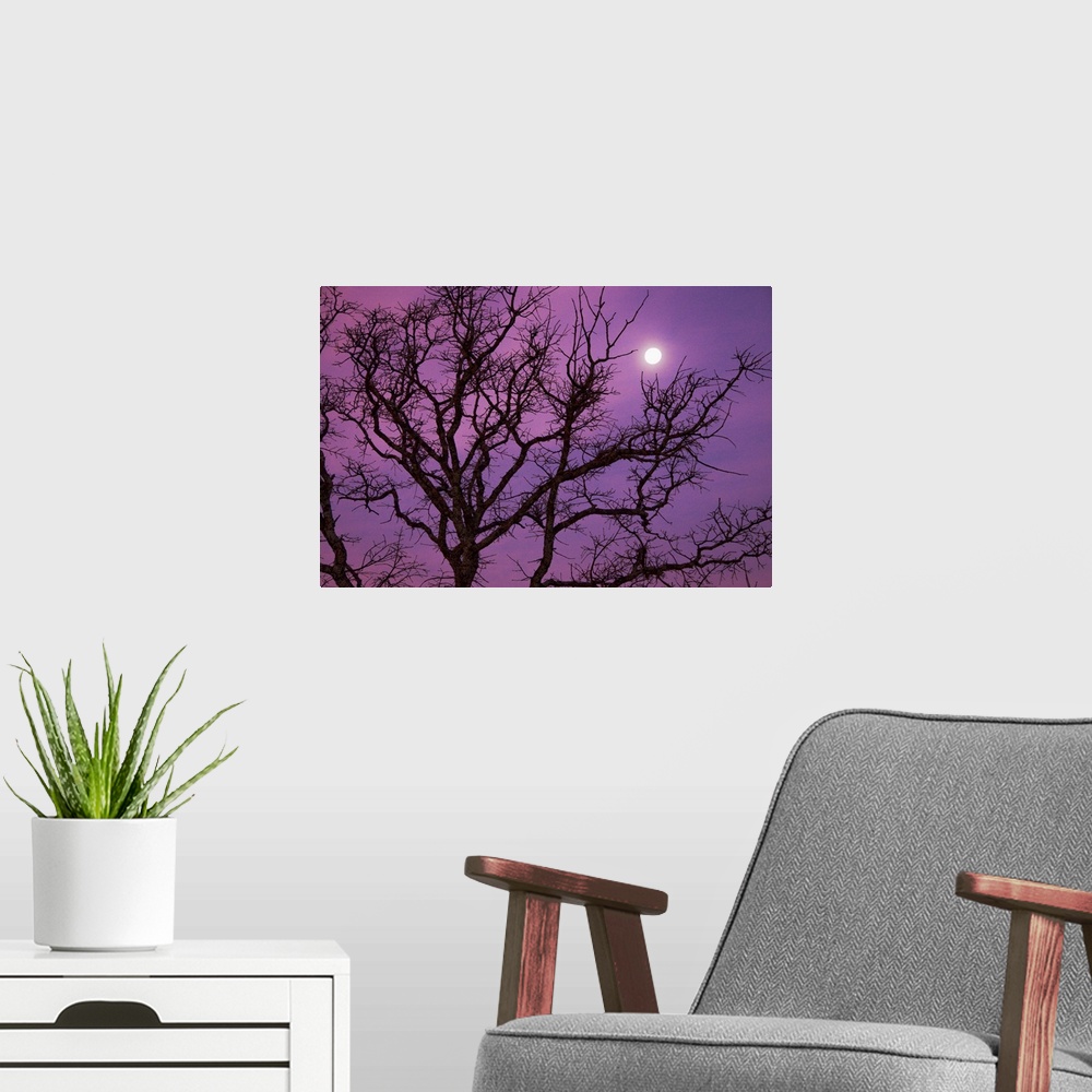 A modern room featuring Morning moon over silhouette of bare tree on Christmas morning against purple colored sky near Da...