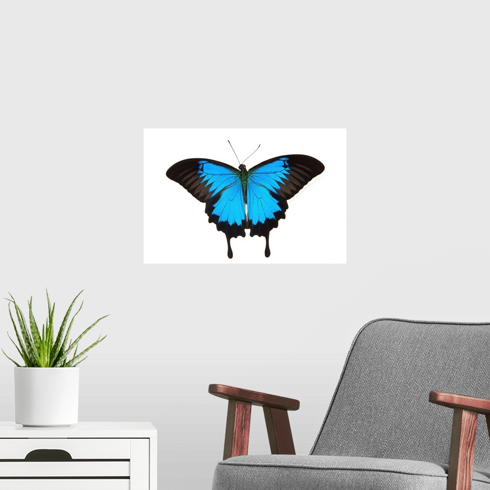 A modern room featuring Mountain Blue Swallowtail Butterfly from Australia, Papilio Uysses, male study against white back...