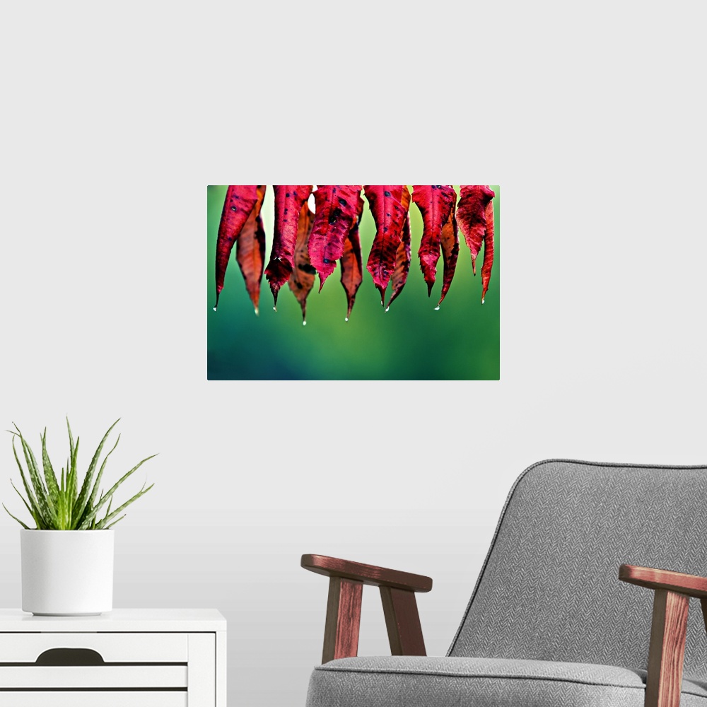A modern room featuring Red leaves of Nana Nandinas after the morning rain, hanging against a blurred background of green...