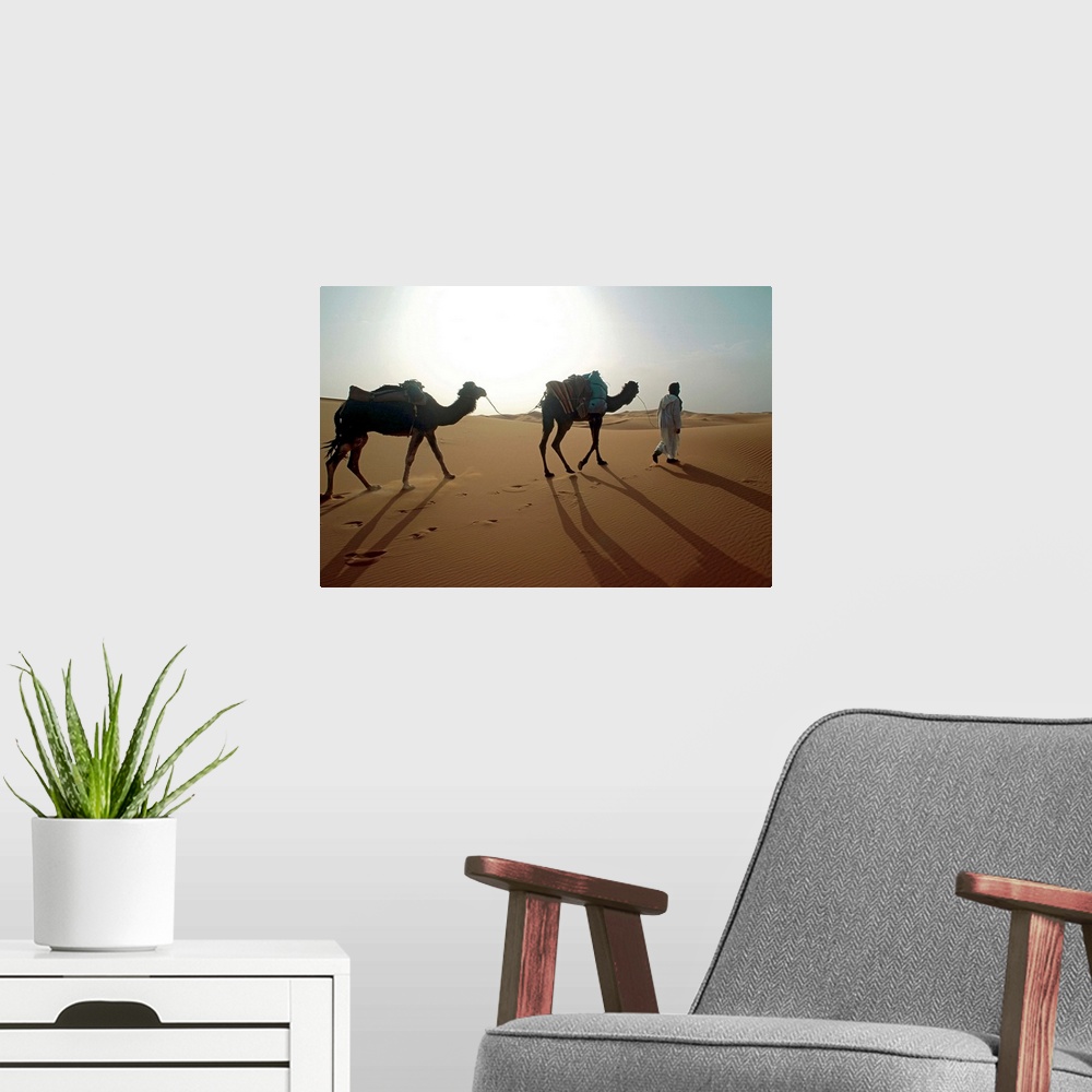 A modern room featuring Nomad with camels in Sahara desert , Morocco , Africa