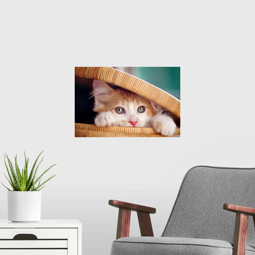A modern room featuring Orange and white kitten in basket.