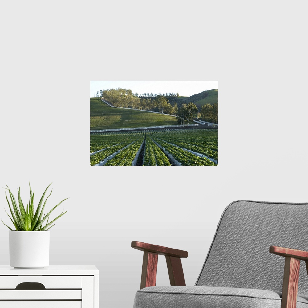 A modern room featuring Organic Strawberry farm.