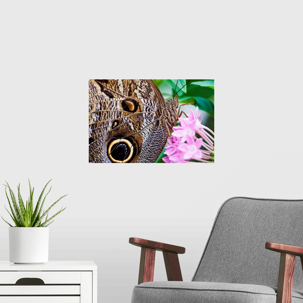 A modern room featuring Owl butterfly on flowers.