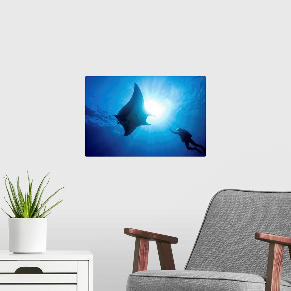 A modern room featuring Silhouette as a male scuba diver reaches out to touch a large Pacific manta (Manta hamilton). The...