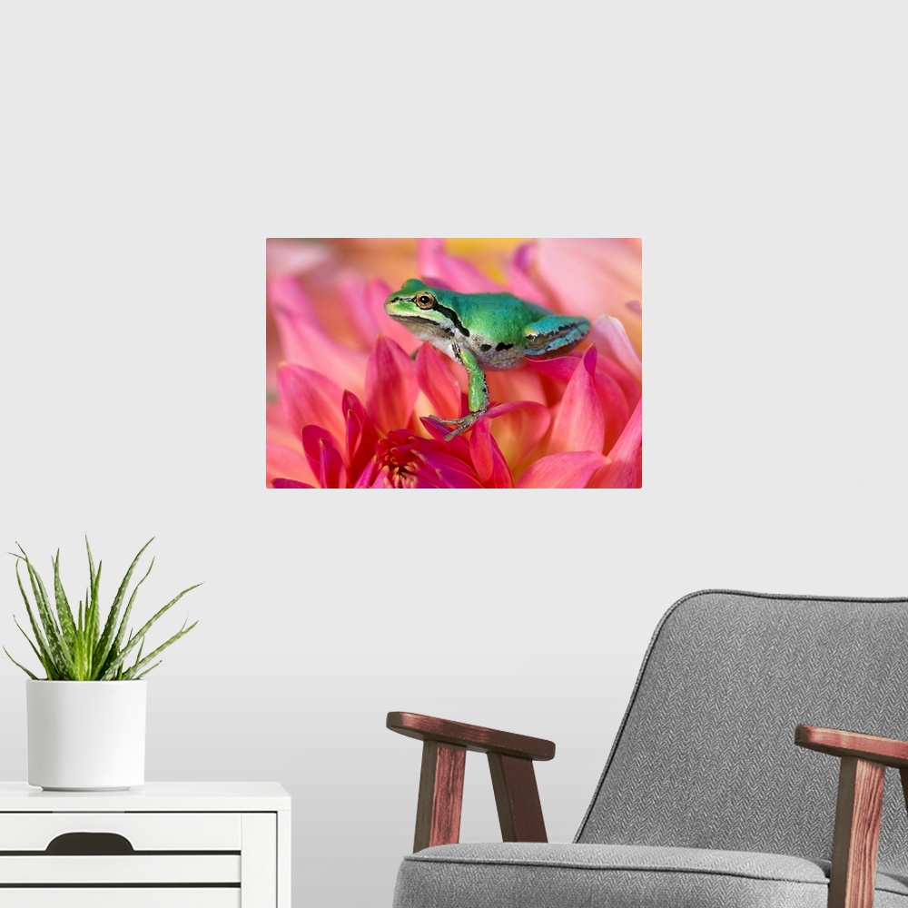A modern room featuring Pacific Tree Frog On Dahlia