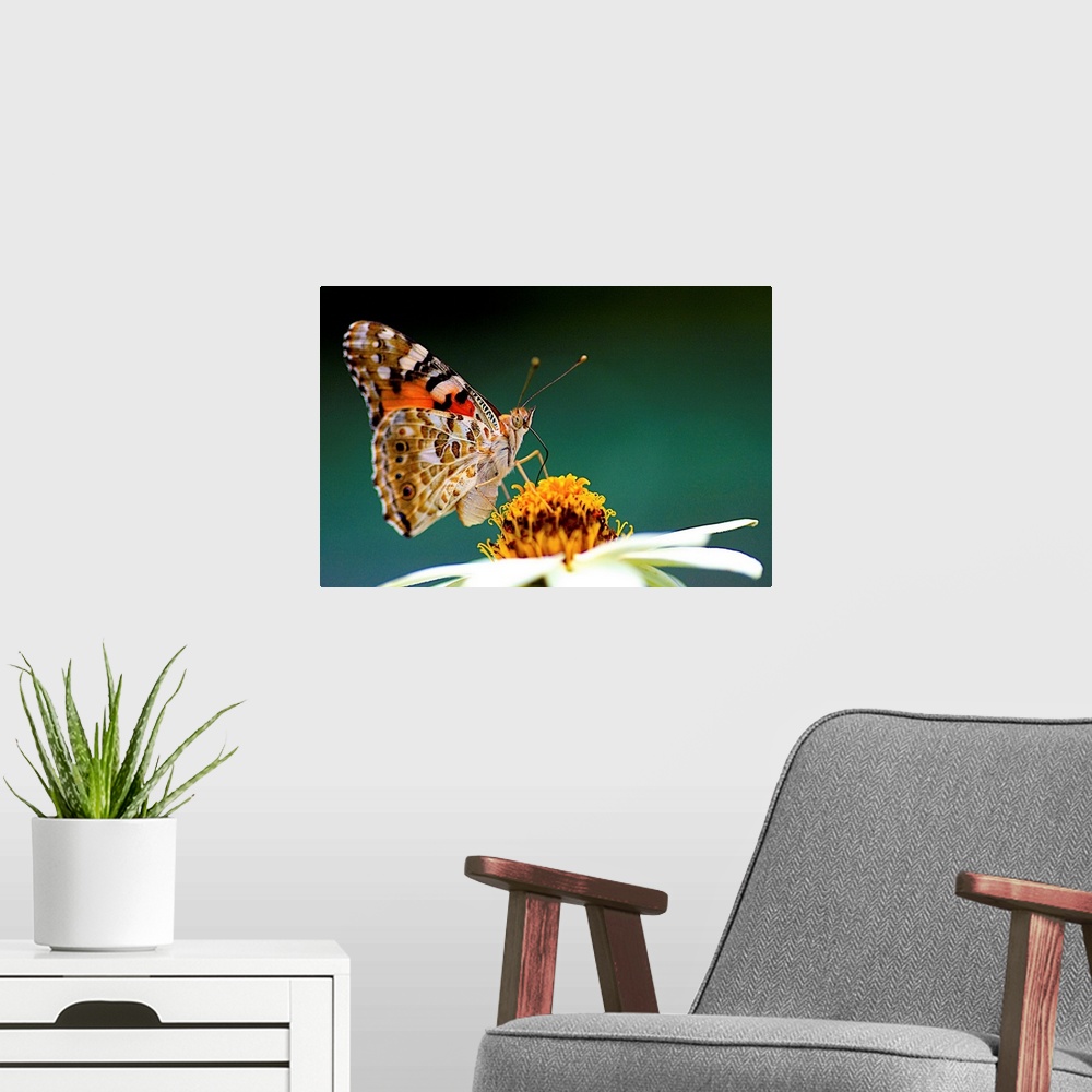 A modern room featuring Painted Lady  Vanessa cardui with  Zinnia flower.