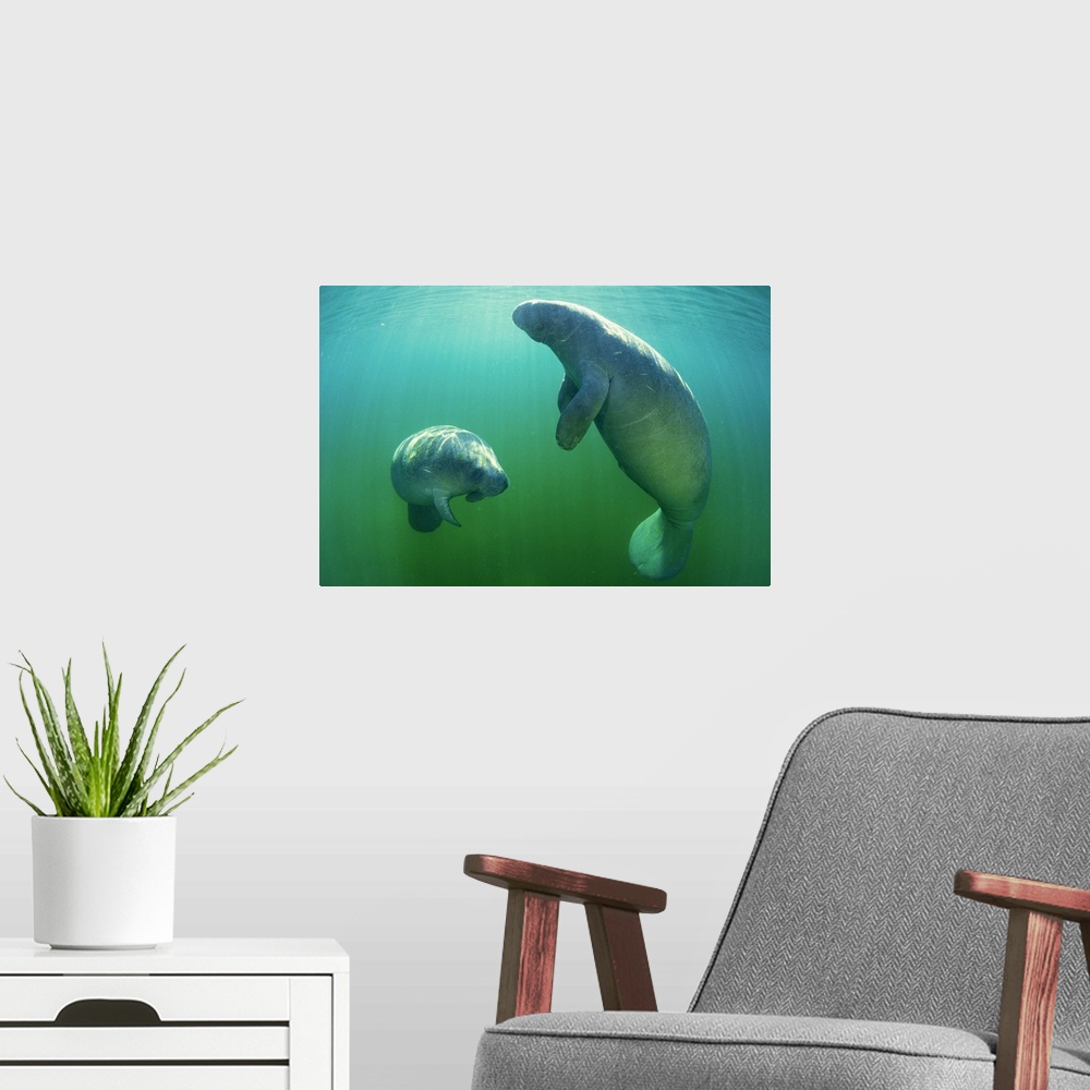 A modern room featuring Pair of florida manatees swimming