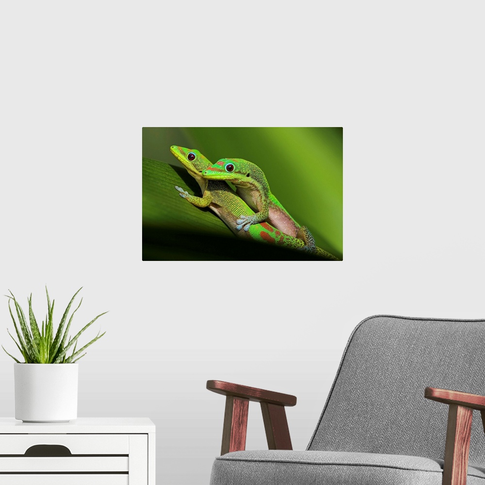 A modern room featuring Pair of mating green geckos on spider lily leaf.