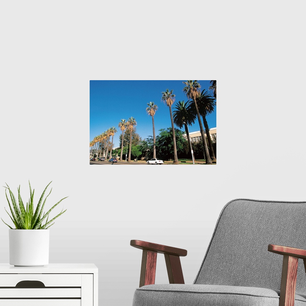 A modern room featuring Palm trees on street , Los Angeles , California , USA