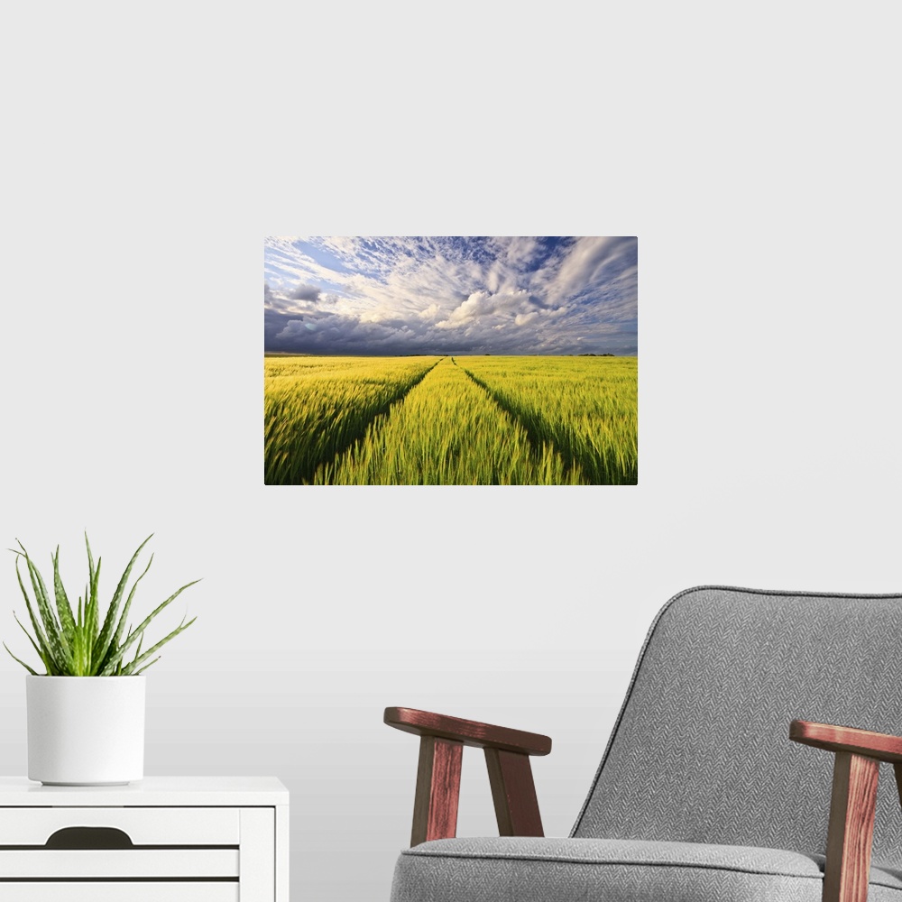 A modern room featuring Picture taken in greenish yellowish wheat field at end of spring, under sunset light with grey cl...