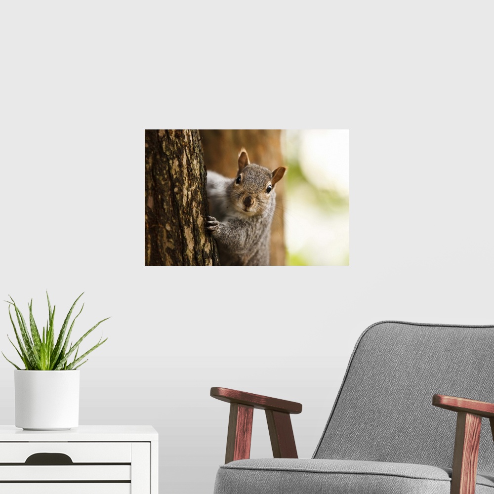 A modern room featuring squirrel peeping from behind a tree