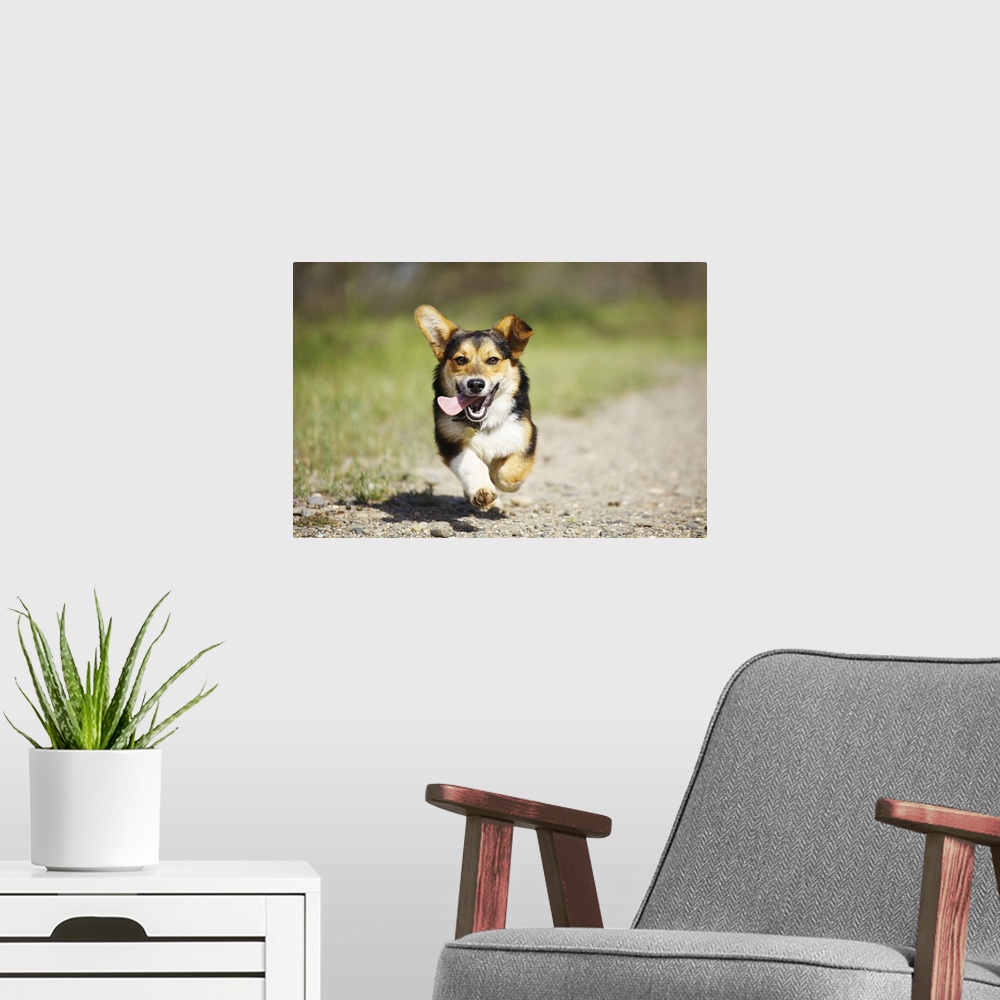 A modern room featuring A Pembroke Welsh Corgi smiling as it runs on a sunny Spring day in a park outdoors.