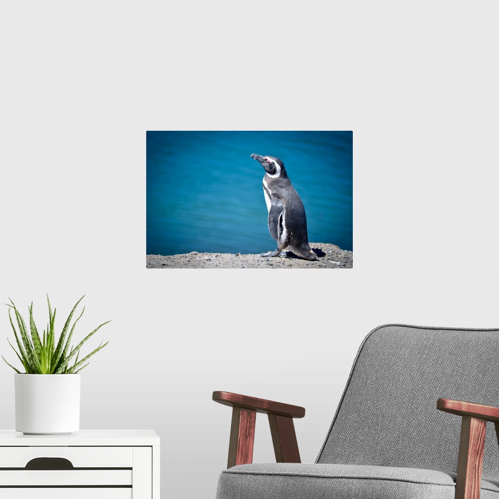 A modern room featuring Penguins sitting with blue sea in background at Peninsula Valdes.