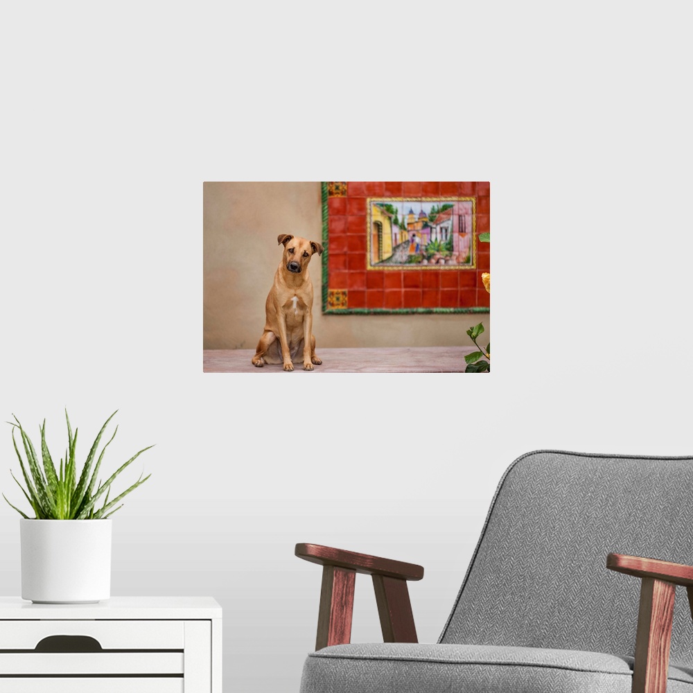 A modern room featuring Mexico, Baja Pensinula, Todos Santos, Dog sitting on porch beside mural at beachside home in Baja...