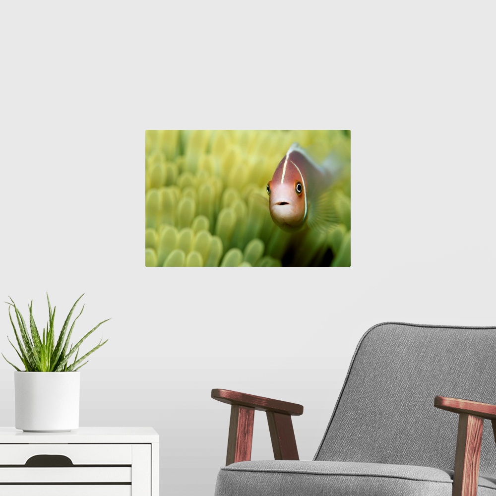 A modern room featuring Pink Anemone Fish Close-Up