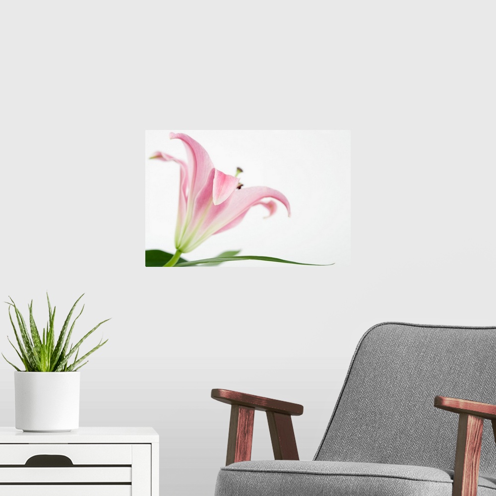 A modern room featuring Pink flower