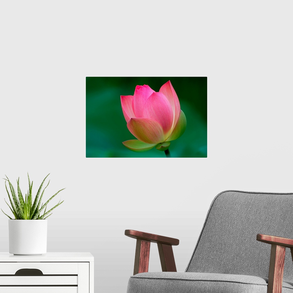 A modern room featuring Pink Lotus flower blossom on soft green background.