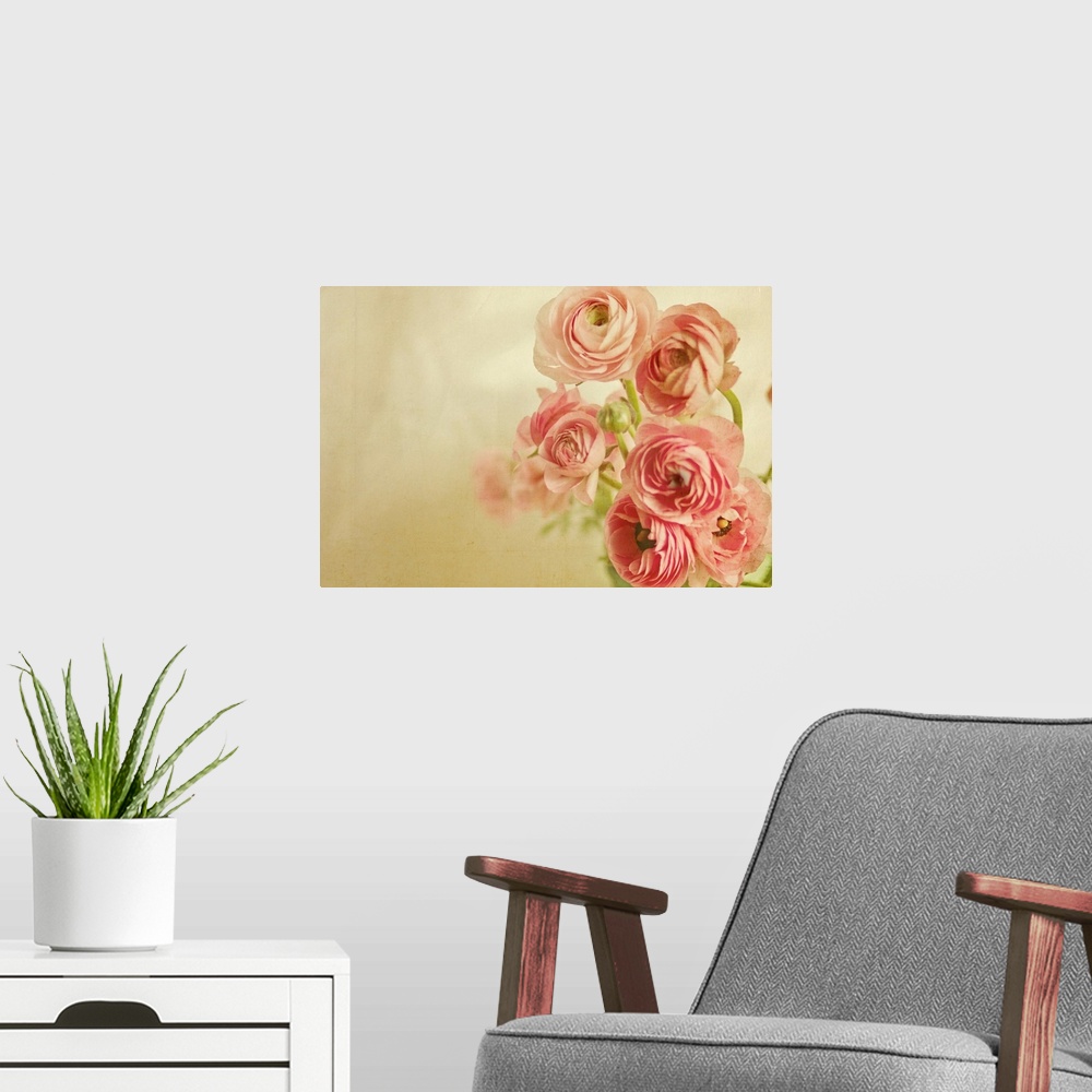 A modern room featuring Pink ranunculus bunch of flower.