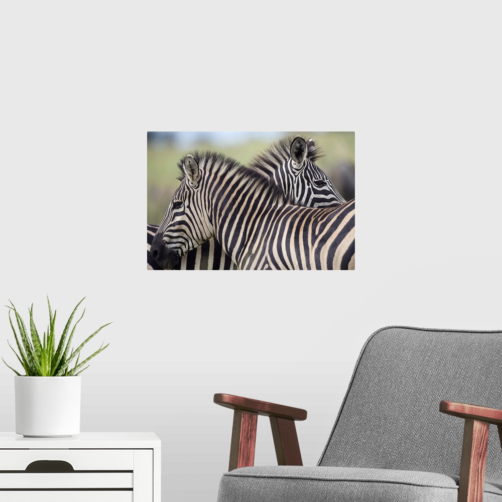 A modern room featuring Plains Zebra (Equus quagga) pair, Haga Game Park, Harare, Zimbabwe