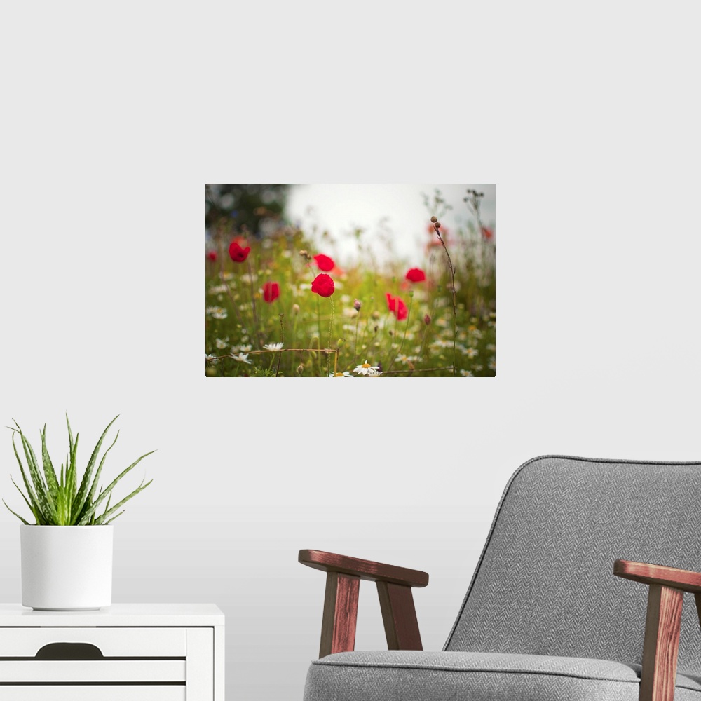 A modern room featuring Poppies and daisies in countryside meadow.