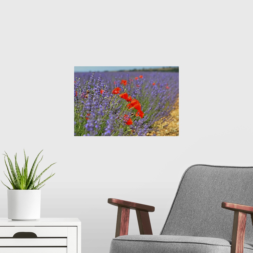 A modern room featuring Poppies in a lavender field, Provence, France