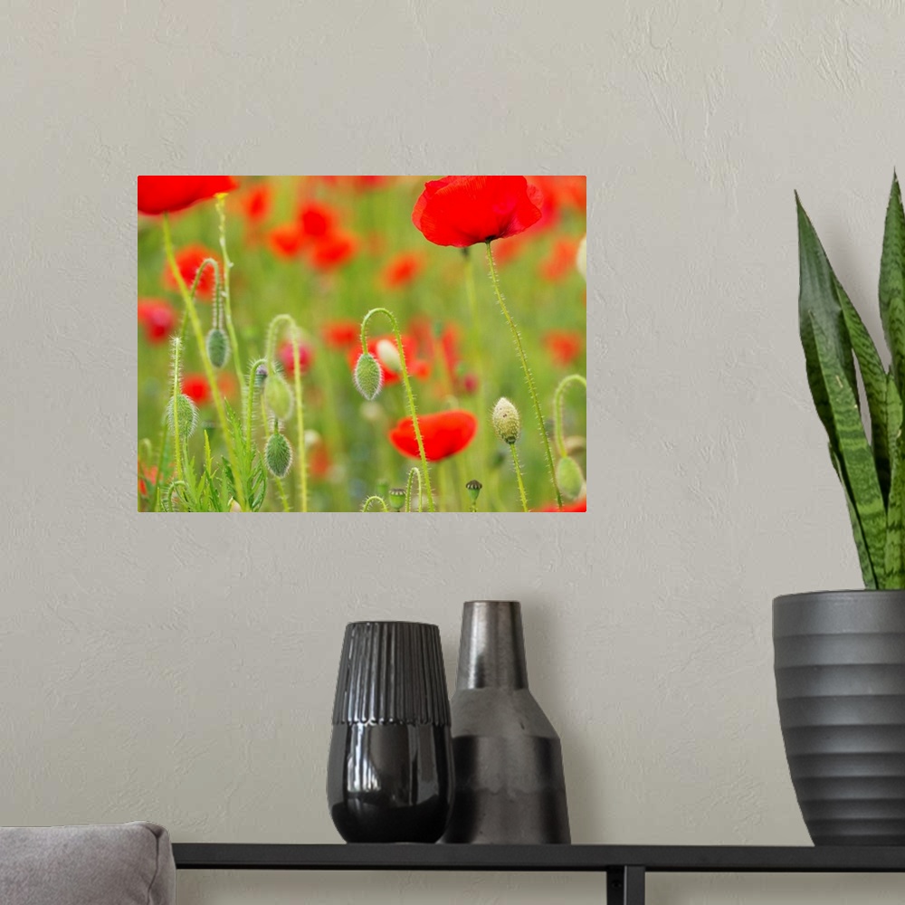 A modern room featuring Poppies, Somme valley, France