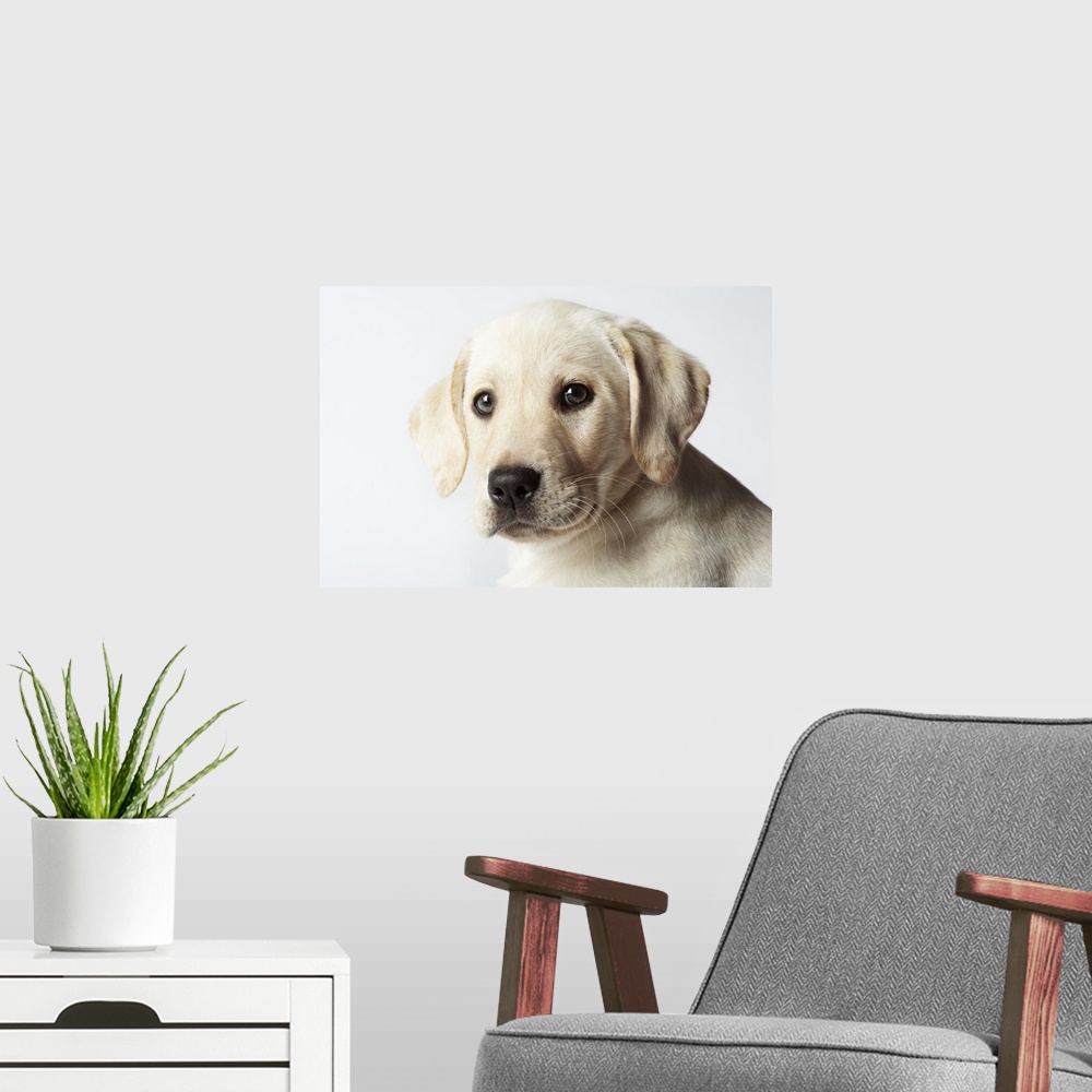 A modern room featuring Portrait of blond Labrador Retriever Puppy
