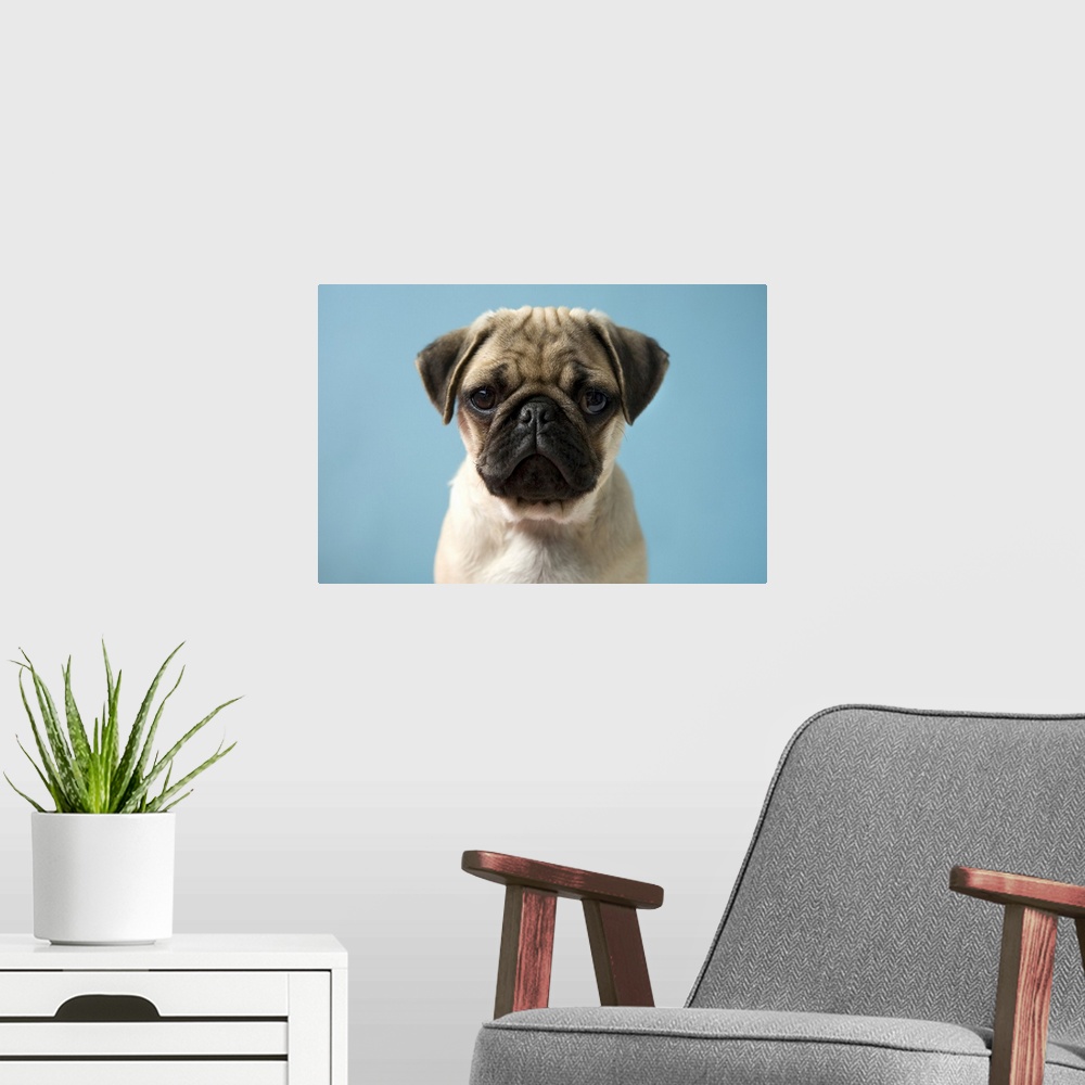 A modern room featuring Pug puppy against blue background