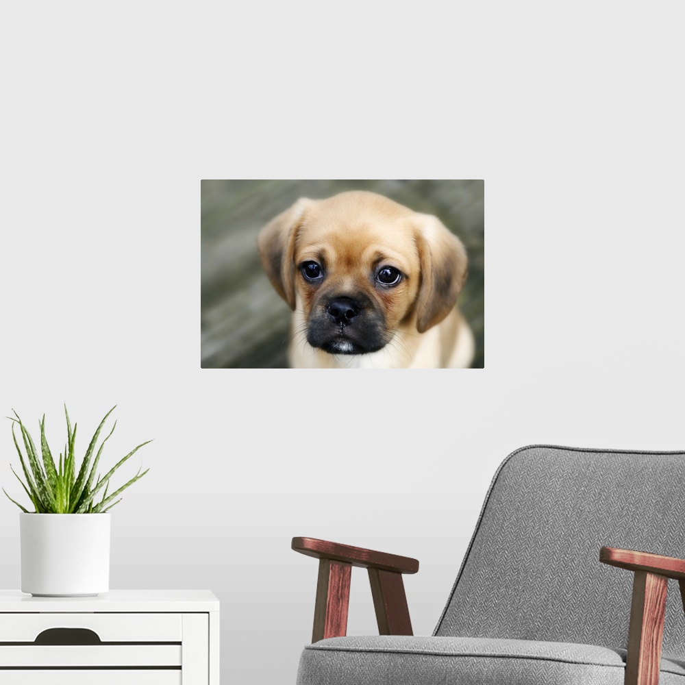 A modern room featuring Pugalier Puppy looking at Camera Close up