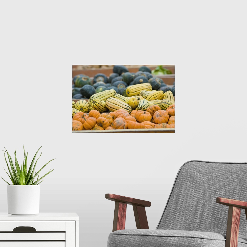 A modern room featuring Pumpkins and squash on display at farmer's market