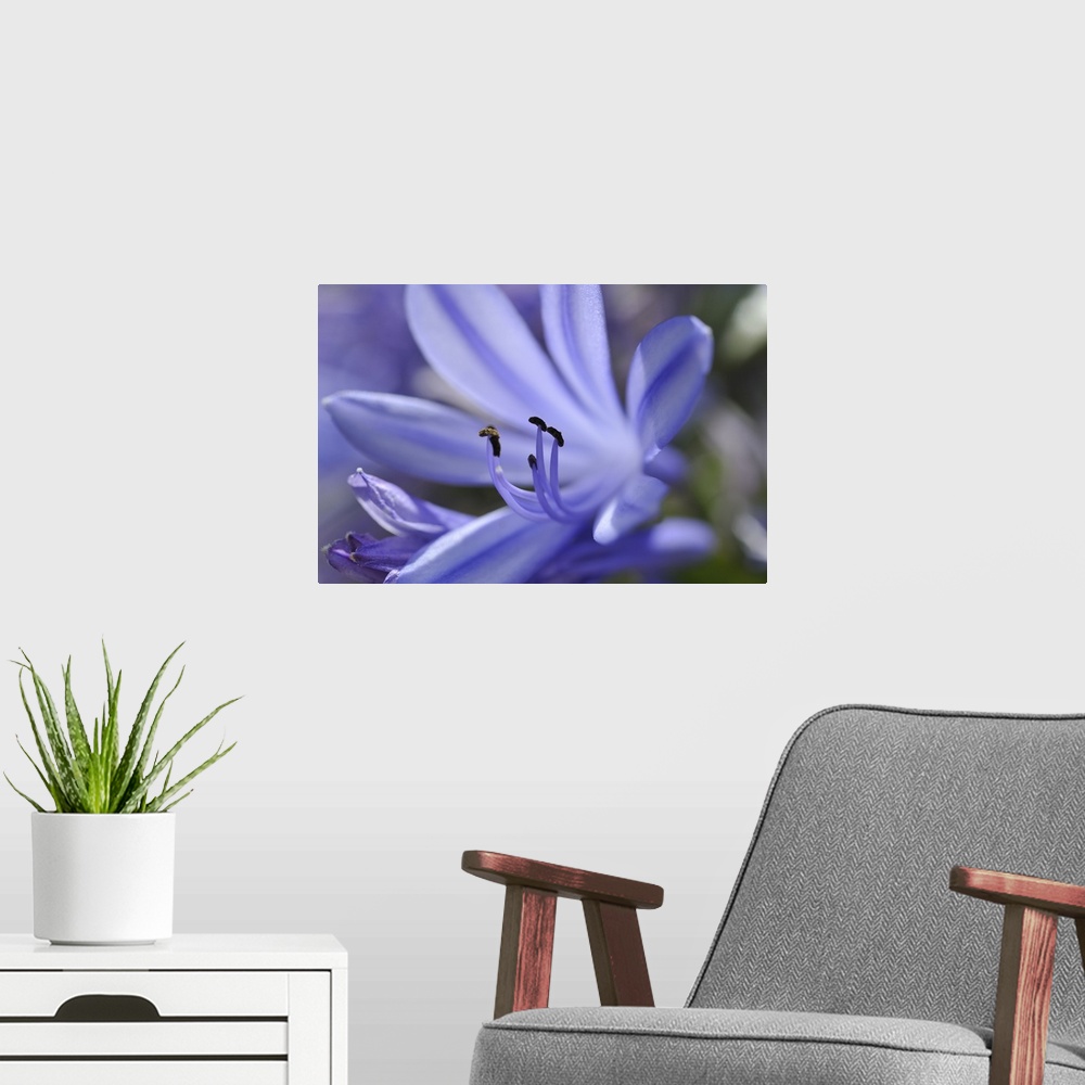 A modern room featuring Purple flower close-up