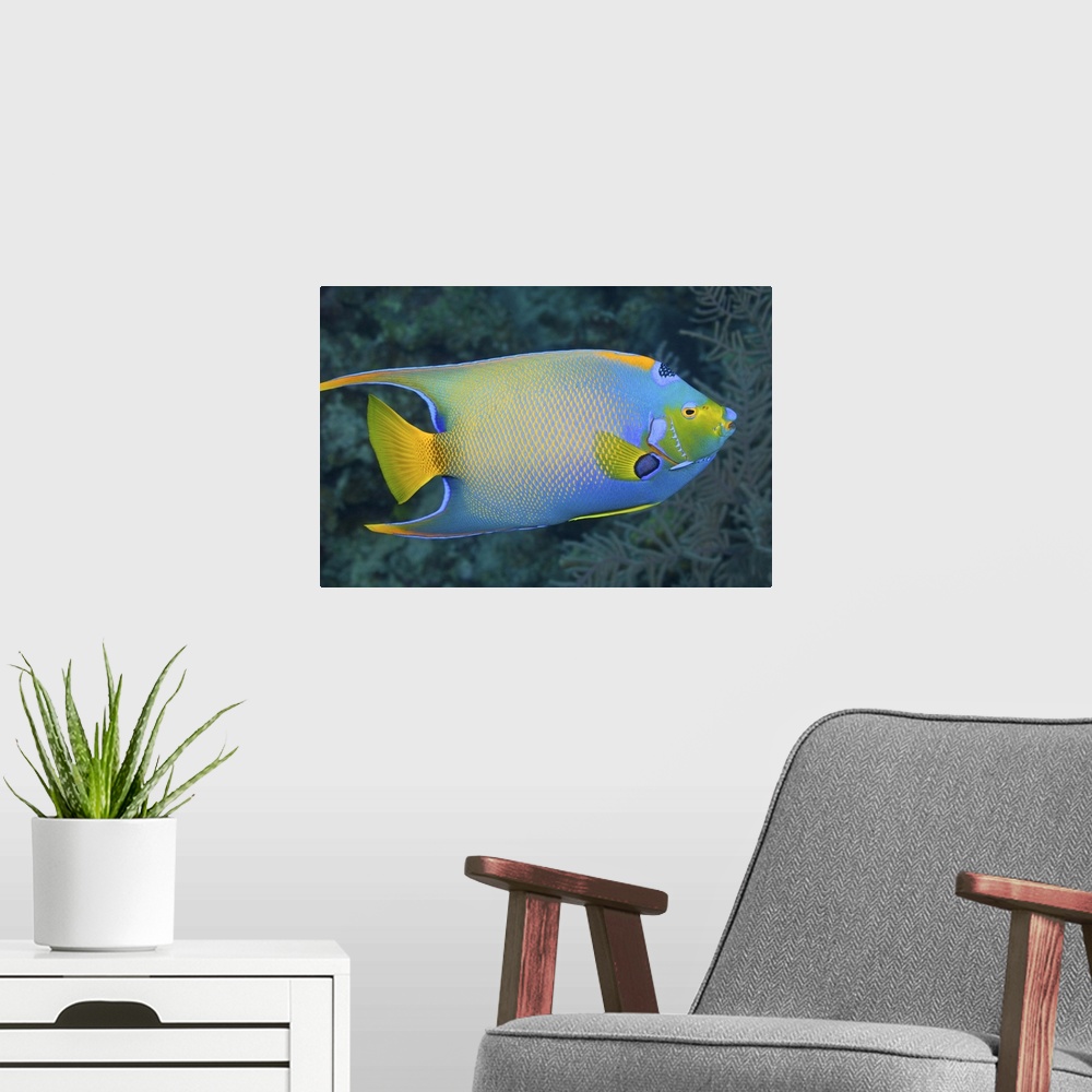 A modern room featuring Underwater Life; FISH:  Queen Angelfish (Holacanthus ciliaris) swimming over a tropical coral ree...
