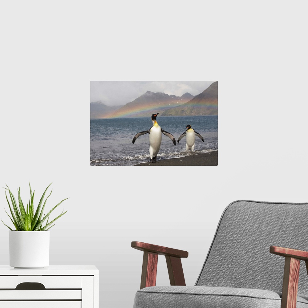 A modern room featuring Rainbow behind two King Penguins (Aptenodytes patagonicus) on the shoreline at a massive rookery ...